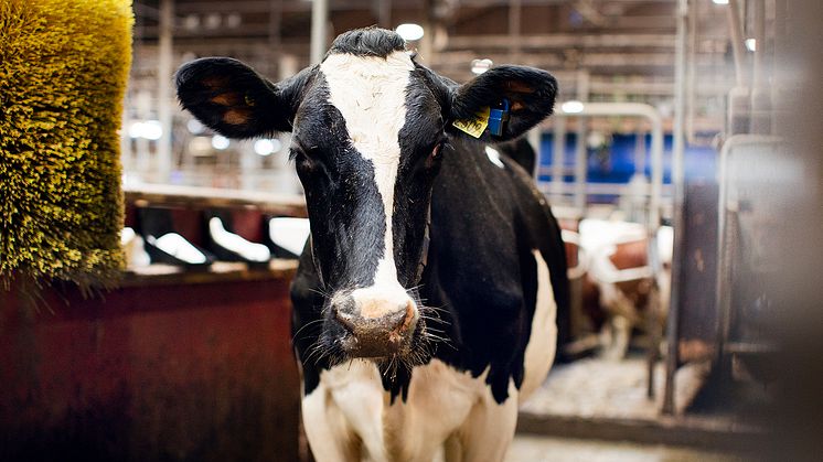 Under 2025 kommer stallförsöken att testas i en serie med pilotstudier där Stiftelsen Lantbruksforskning och Kunskapsnav Animalieproduktion avsätter 1 miljon kronor vardera.