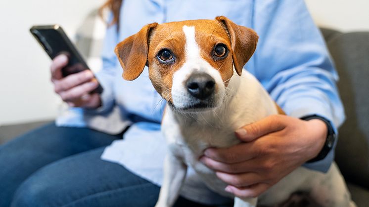 41 procent av de tillfrågade djurägarna svarar att de frågade om pris innan behandling startade hos veterinären. Foto: Sveland Djurförsäkringar
