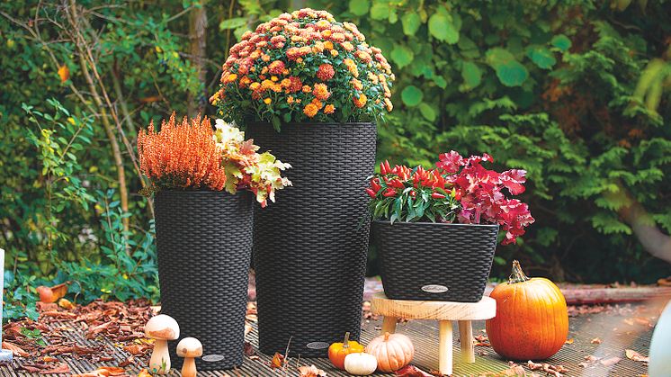 Herbstarrangement mit der LECHUZA Cottage Kollektion