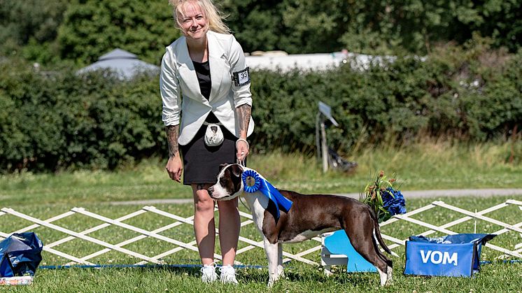American staffordshire terrier står ofta på prispallen på hundutställningar. Foto: American staffordshire terrierklubben-Sverige.