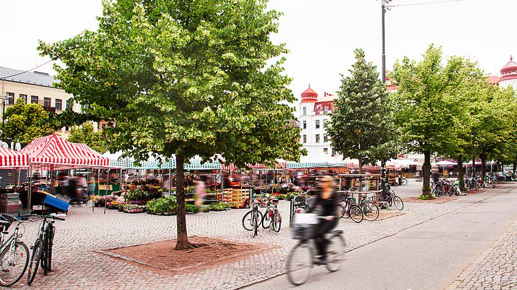 Grön inramning av Möllevångstorget i Malmö, där Sysavs grönkompost använts i jorden. Foto: Bara Mineraler