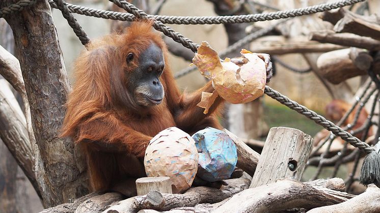 Tierisches Oster-Programm im Zoo Leipzig: Orang-Utan-Weibchen Dokana packt die Pinatas aus - Foto: Zoo Leipzig