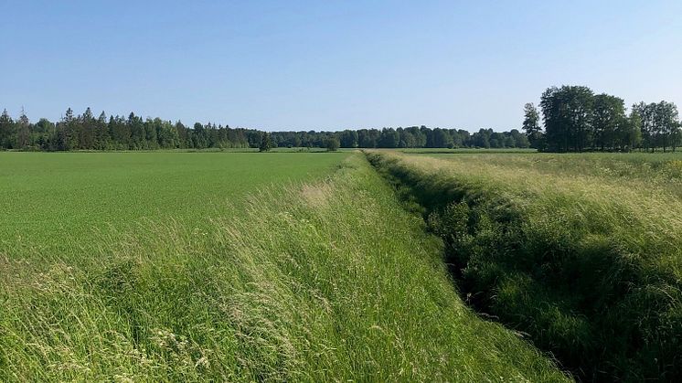 Kommande yta för Segås solpark