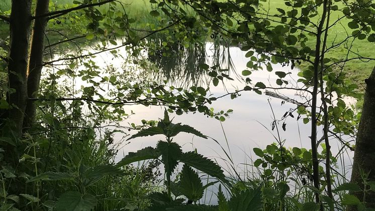 Naturbaserade lösningar efterliknar naturens eget sätt att ta hand om regnvatten