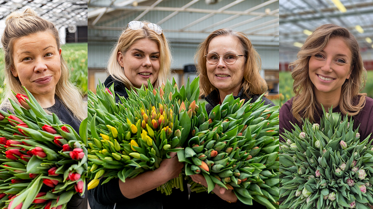 Inför Internationella kvinnodagen den 8 mars uppmärksammas kvinnliga ägare och företagsledare i tulpanbranschen. Här syns Caroline Nilsson, Julia Carlsson, Lena Karlsson och Amanda Alverbäck, alla med ledande positioner.