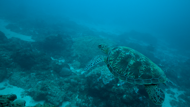 Reunion Island Swordfish longline - Turtle swimming underwater. Credit_ Alefa Production 3