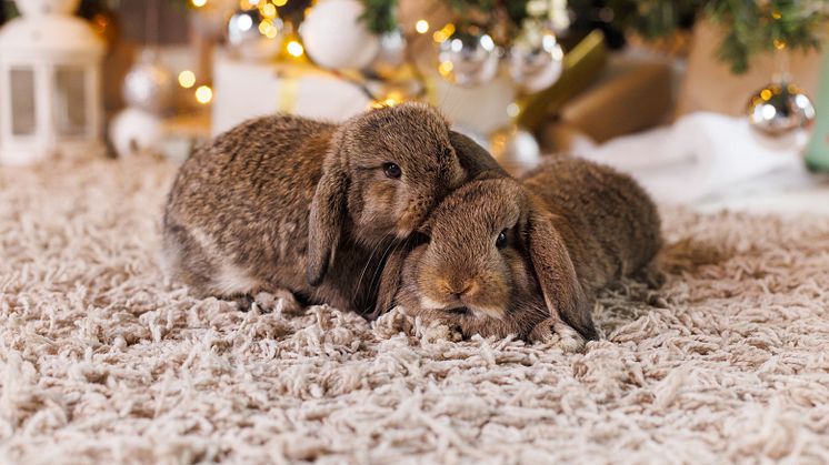 Fressnapf Schweiz: Tiere sind kein Weihnachtsgeschenk und benötigen zu Silvester Ruhe