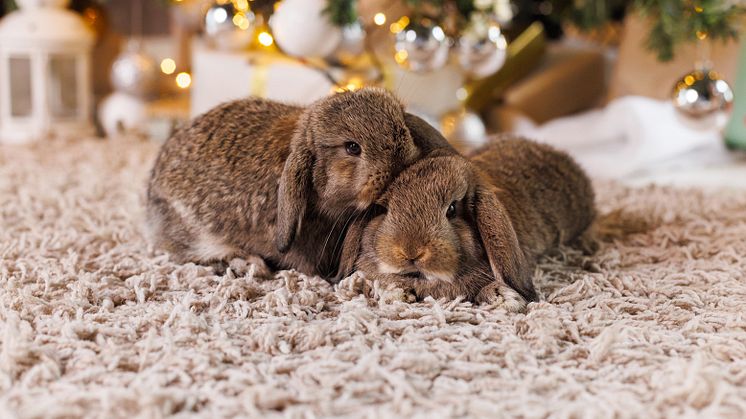 Fressnapf Suisse: les animaux ne sont pas des cadeaux de Noël et ont besoin de calme à la Saint-Sylvestre