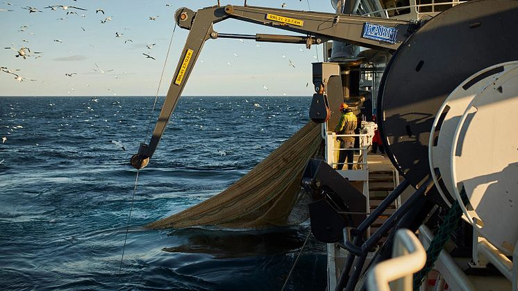 Fiske bild från Danmarks Pelagiske Producentorganisation.jpg