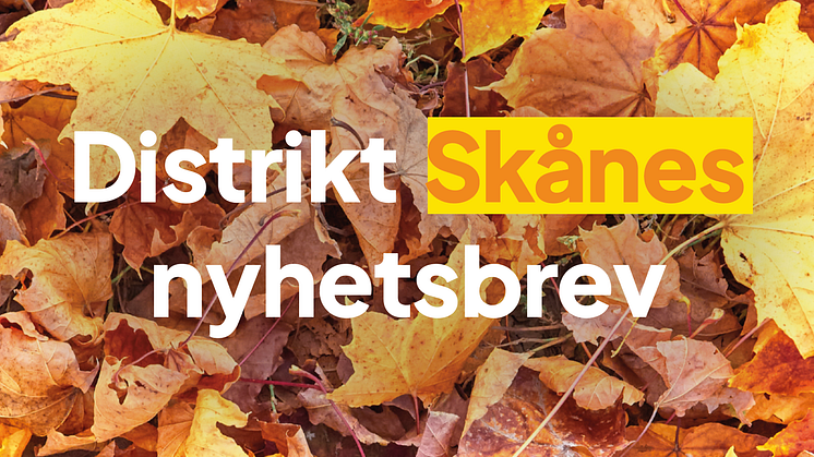 SD Skåne nyhetsbrev november 2024