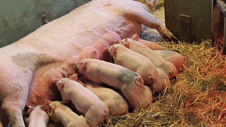 Utlysningen "Animalieproduktion 2.0 – forskning för animalieproduktionens ökade konkurrenskraft, hållbarhet och resiliens" har öppnat.