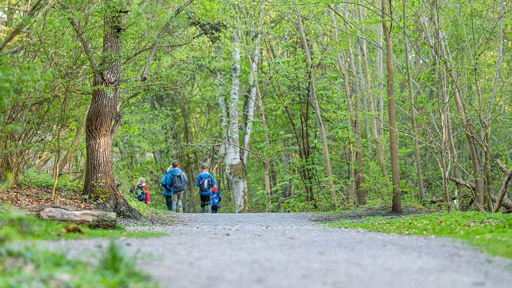 Pålsjö skog_Foto Lotta Wittinger.jpg
