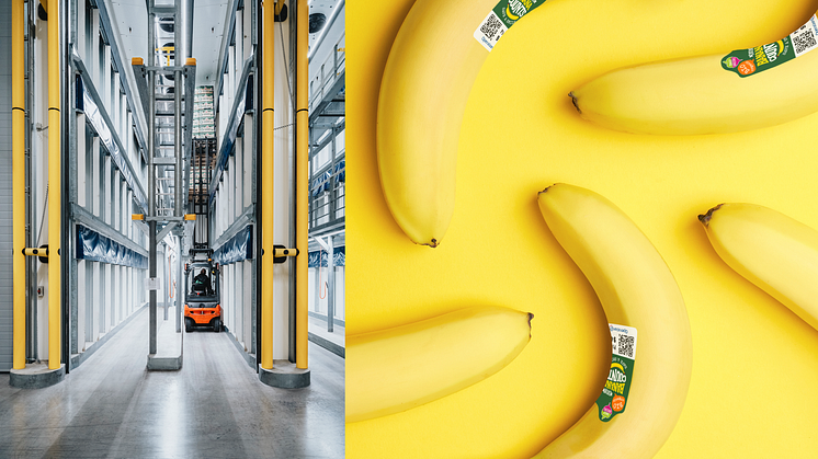 Här mognar 130 miljoner bananer varje år 