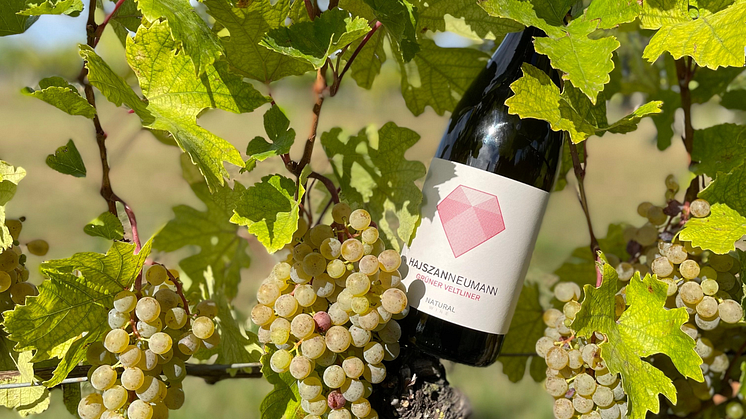 Hajszan Neumann Natural Grüner Veltliner 2023