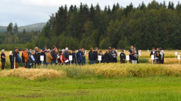Demoodlingar, fältförsök och aktuella utvecklingsprojekt visas upp på årets Fältdag på Öjebyn Agro Park