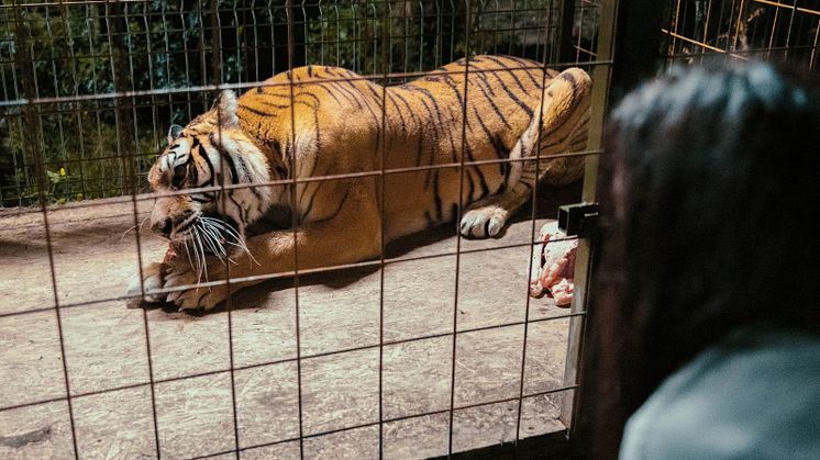  „Day of the Tiger” visas i New European Film i Sverige