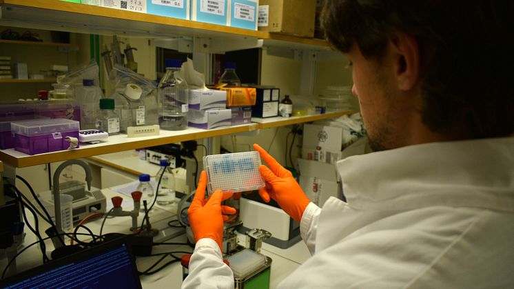 A specific protein in human lung cells can block the SARS-CoV-2 virus from entering. Photo: Umeå University