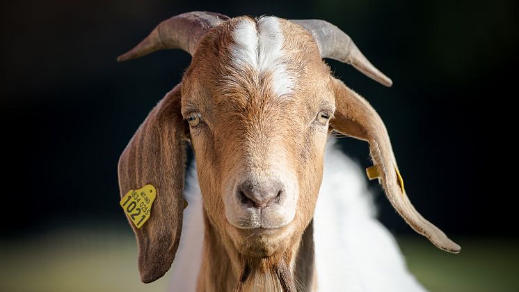 Ett av Norges 2403 økologiske geiter kontemplerer året som gikk. Foto: Debio