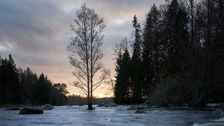 Gysingeforsen vid Färnebofjärdens nationalpark