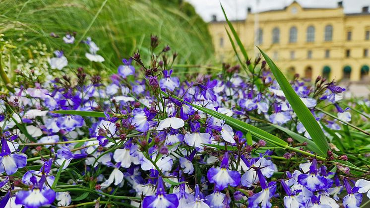 Sommarblommor på Stora torget i Karlstad