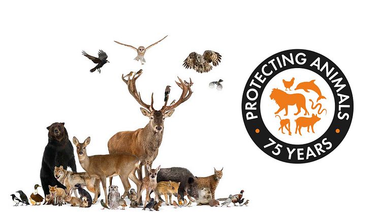 Under sin 75-åriga historia har World Animal Protection blivit en stor världsorganisation med kontor från USA till Kina –﻿ och inte minst i Sverige.