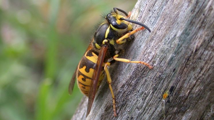 Mycket tyder på att sommaren blir rik på getingar. Foto: Ann-Marie Björn