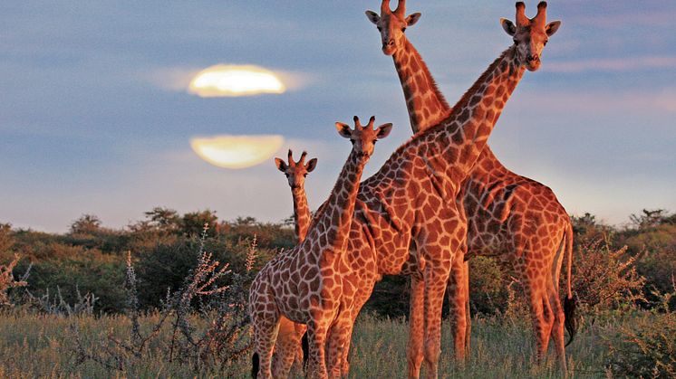 Giraffer på savannen 