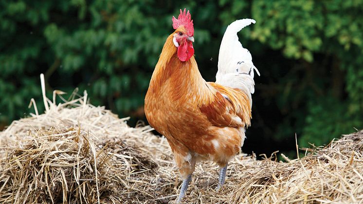 I vårändringsbudgeten idag: Ökad satsning på biogas från gödsel
