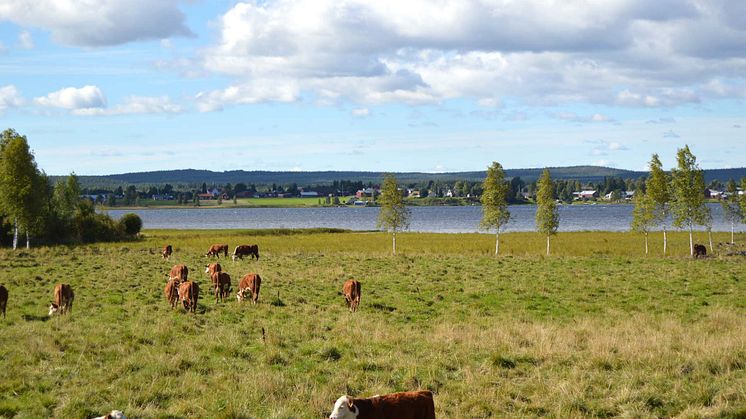 Hushållningssällskapet delar ut priser för årets landsbygdsinsatser