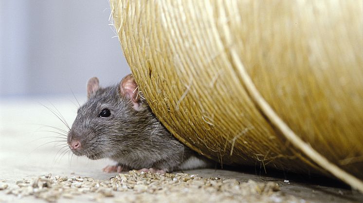 Ein Zusammenschluss wichtiger Akteure aus der Produktion von Ratten-Fraßködern, betroffenen Verbänden und Unternehmen hat sich in einem dringenden Appell an politische Entscheidungsträger gewandt.