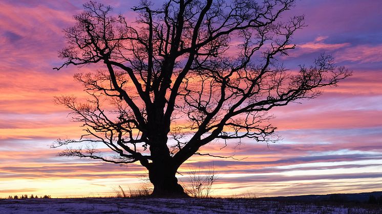 Stiftelsen Norsk Institutt for Naturforskning NINA får støtte til å bedre tilstanden til hule eiker i Follo-regionen ved hjelp av elever fra videregående skole. (Foto: Ruben E. Roos)
