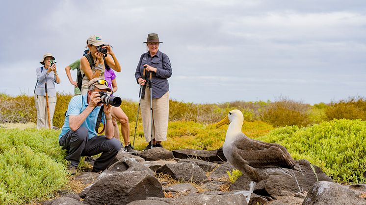 A waved albatross is photographed by HX guests on Española in the Galápagos Islands