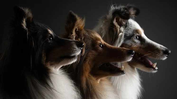 Tre hundar av olika raser fotograferade i profil mot en mörk bakgrund.