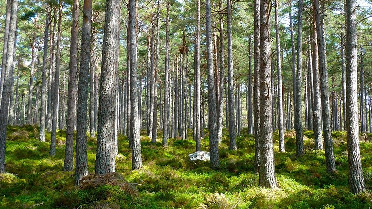 2025-03-25 European Forest Policy .jpg