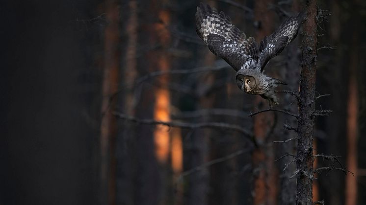 Forelasning-Jonas-Classon-16.9.jpg