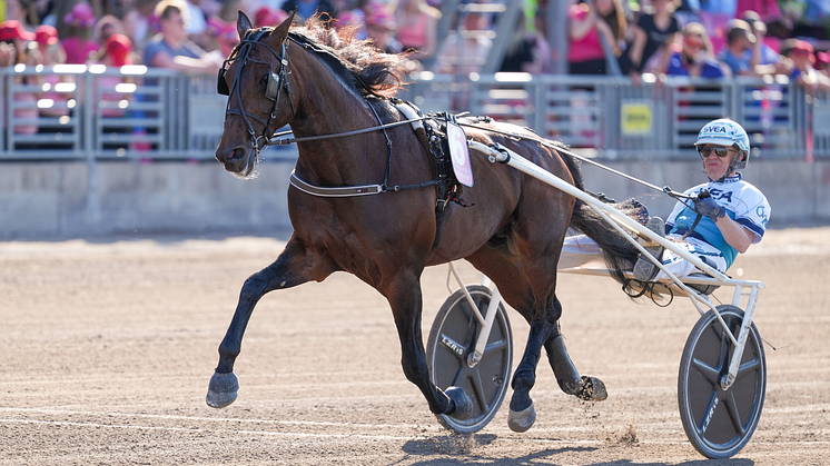 Förhandsfavoriten Francesco Zet lottades till spår två i sitt Elitloppsförsök. Foto: TR Bild