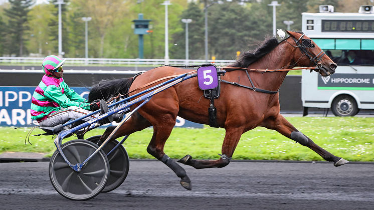 Cobra Killer Gar debuterar i Elitloppet 2025. Foto: Gerard Forni