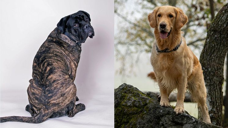 En cane corso och en golden retriever