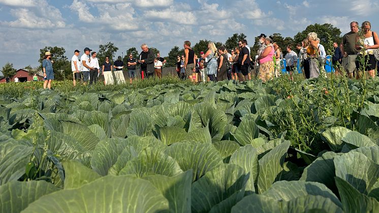 Den 3 september samlas odlare, forskare och branschaktörer på Potatis- & Hortofältdagen i Borgeby för en fullspäckad dag