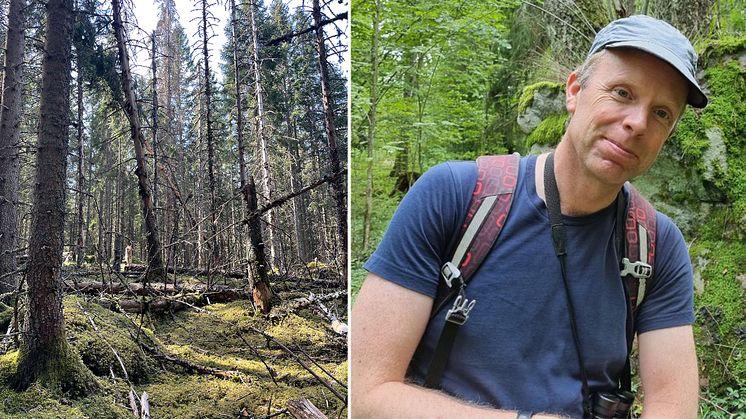 Skelettskogen kan vara farlig, särskilt dagar då det blåser. Det varnar professor Thomas Ranius (SLU) för.