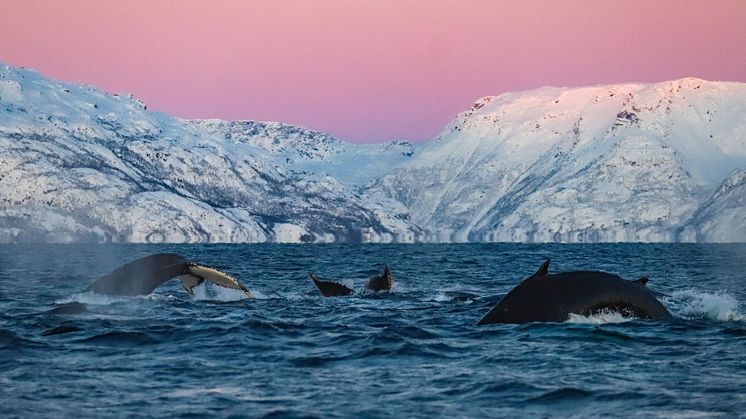 New direct flight from Frankfurt to Alta brings the Arctic closer for European winter travellers