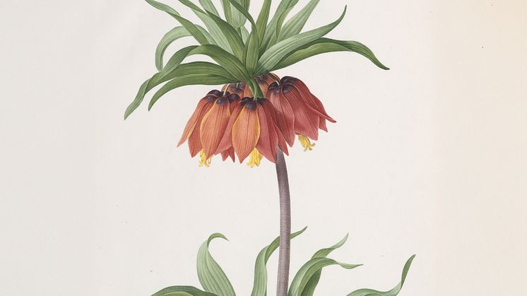 Sofiero Fritillaria 2025
