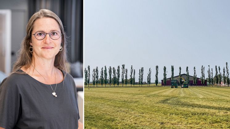 Bild: Lina Lindegren, landskapsarkitekt Krook & Tjäder Halmstad