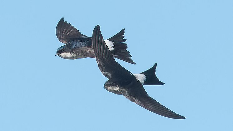 Pääskyt ovat aloittaneet muuttomatkansa Suomeen – Arlan maitotiloilla valmistaudutaan tukemaan lintujen pesintää yhdessä BirdLifen kanssa