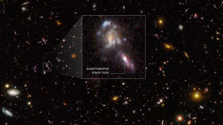 Tusentals ljussvaga galaxer tagna med den längsta exponeringen som någonsin använts med rymdteleskopet Hubble. Den infällda bilden visar en av dessa avlägsna galaxer, där ljus kopplat till ett svart hål är markerat. Bild: NASA, ESA, Matthew Hayes