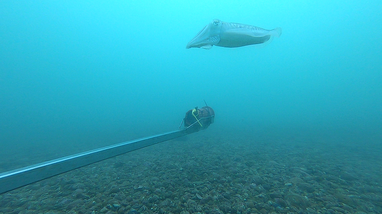 Underwater Kelp Survey Site Photos_1.png