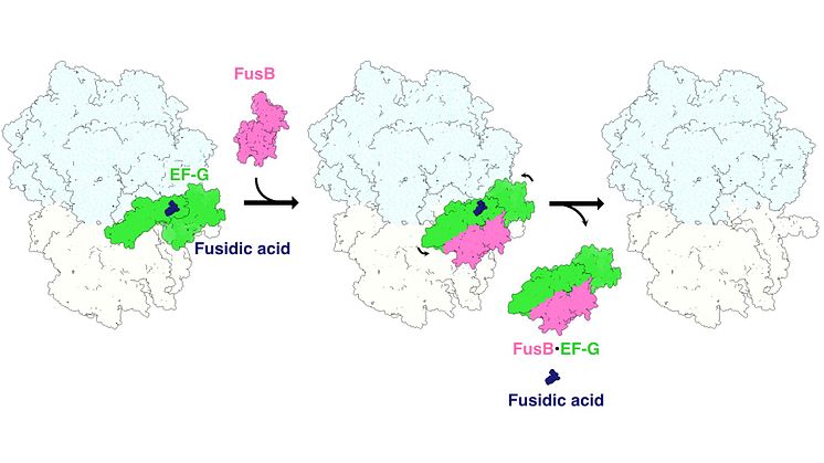 Schematic figure of the fusidic acid resistance “stop-motion” movie