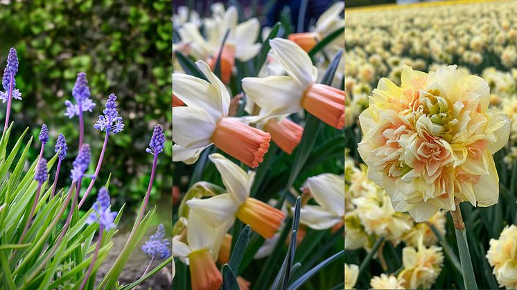 Blomsterlandet: Nyheter - Vårblommande lökar (ej tulpaner)