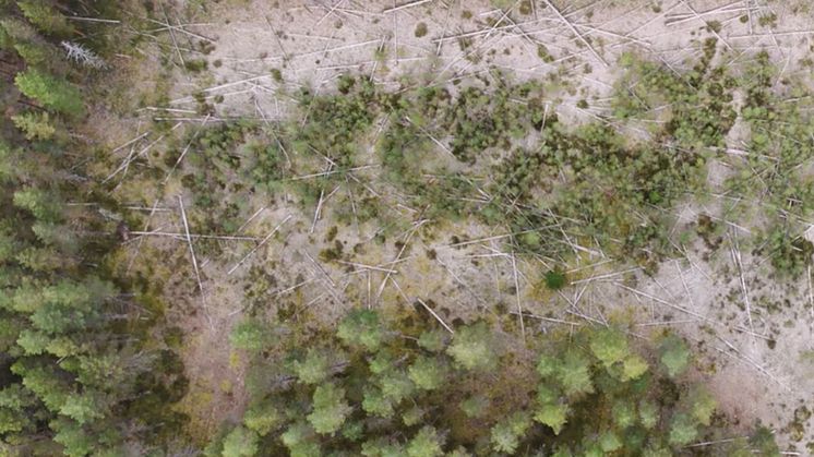 2024-11-12 Seminar: Spatial Ecology of Rotational and Continuous Cover Forestry in Boreal Landscapes
