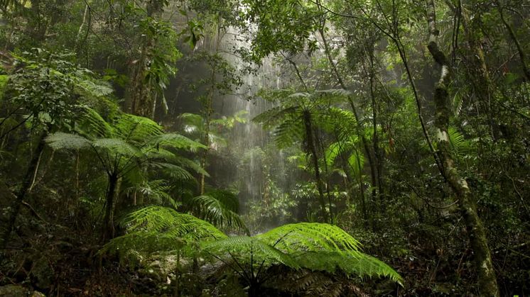 Isoprenbaserade föreningar bidrar till att påskynda molnbildningen över Amazonas regnskog. Foto: Canva